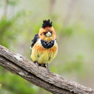 Crested Barbet (Trachyphonus vaillanti), front view of an adult perched on a branch, Mpumalanga, South Africa Crested Barbet (Trachyphonus vaillanti), front view of an adult perched on a branch, Mpumalanga, South Africa